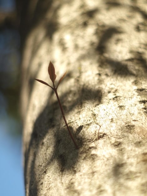 An image depicting a seedling growing into a large tree, symbolizing the growth potential of small cap stocks. Sunlight shines on the seedling, emphasizing the promising future.